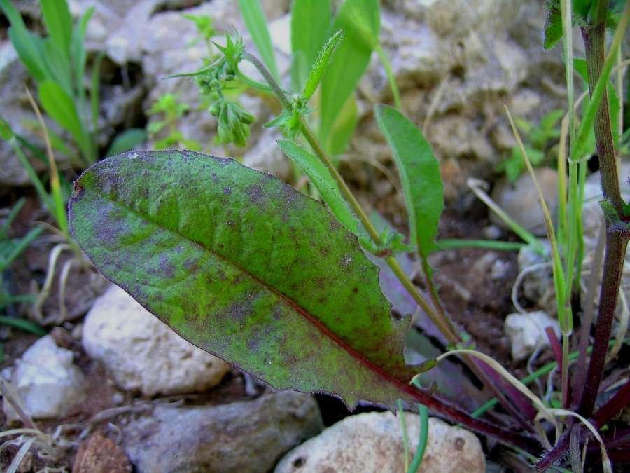 <i>Crepis neglecta</i> L.
