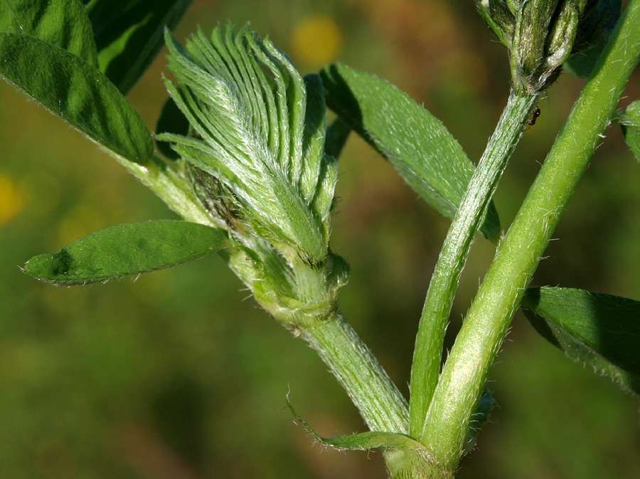 <i>Astragalus hamosus</i> L.