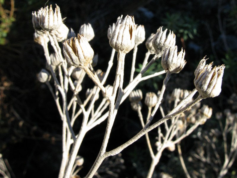 <i>Jacobaea maritima</i> (L.) Pelser & Meijden subsp. <i>maritima</i>