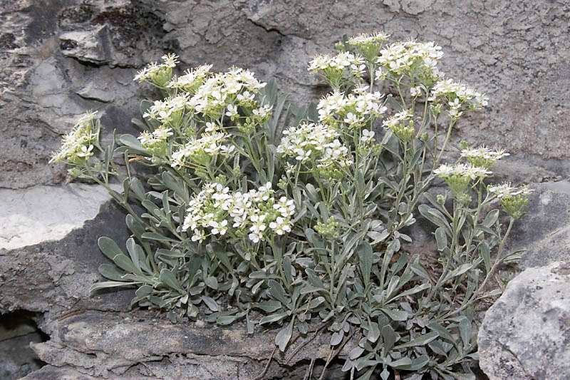 <i>Hormathophylla ligustica</i> (Breistr.) Španiel, Al-Shehbaz, D.A.German & Marhold