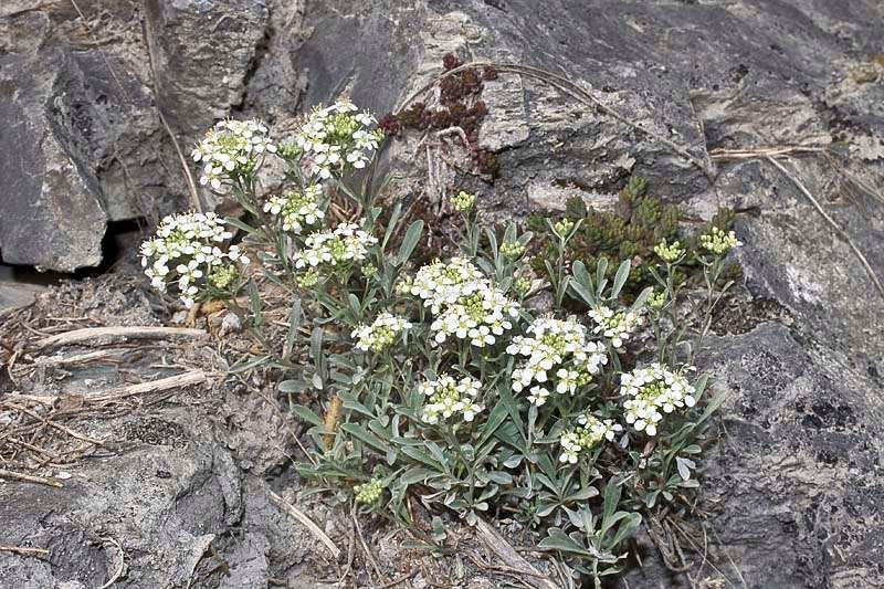 <i>Hormathophylla ligustica</i> (Breistr.) Španiel, Al-Shehbaz, D.A.German & Marhold