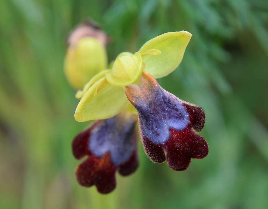 <i>Ophrys iricolor</i> Desf. subsp. <i>eleonorae</i> (Devillers-Tersch. & Devillers) Paulus & Gack ex Kreutz