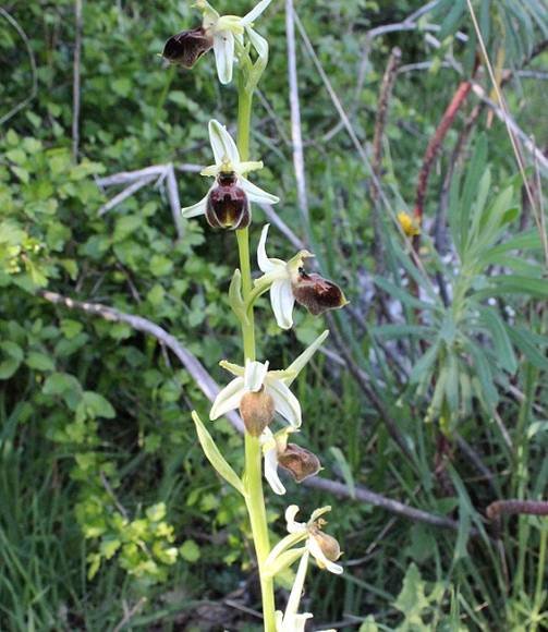 <i>Ophrys exaltata</i> Ten. subsp. <i>archipelagi</i> (Gölz & H.R.Reinhard) Del Prete