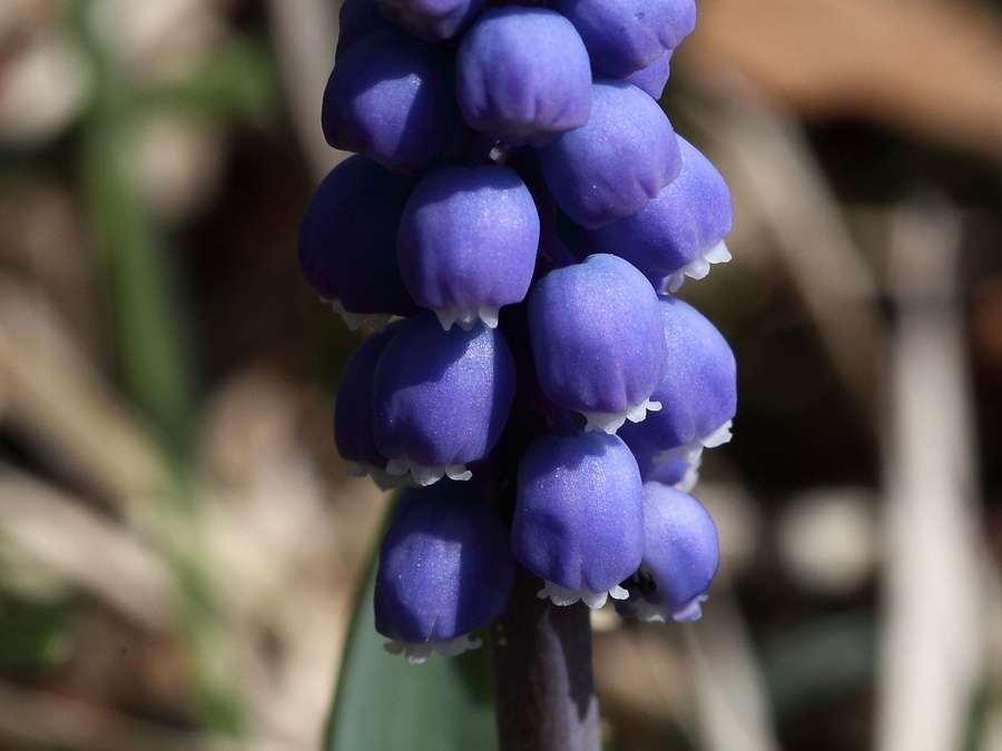 <i>Muscari botryoides</i> (L.) Mill.