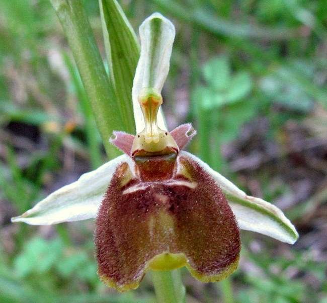 <i>Ophrys parvimaculata</i> (O.Danesch & E.Danesch) Paulus & Gack