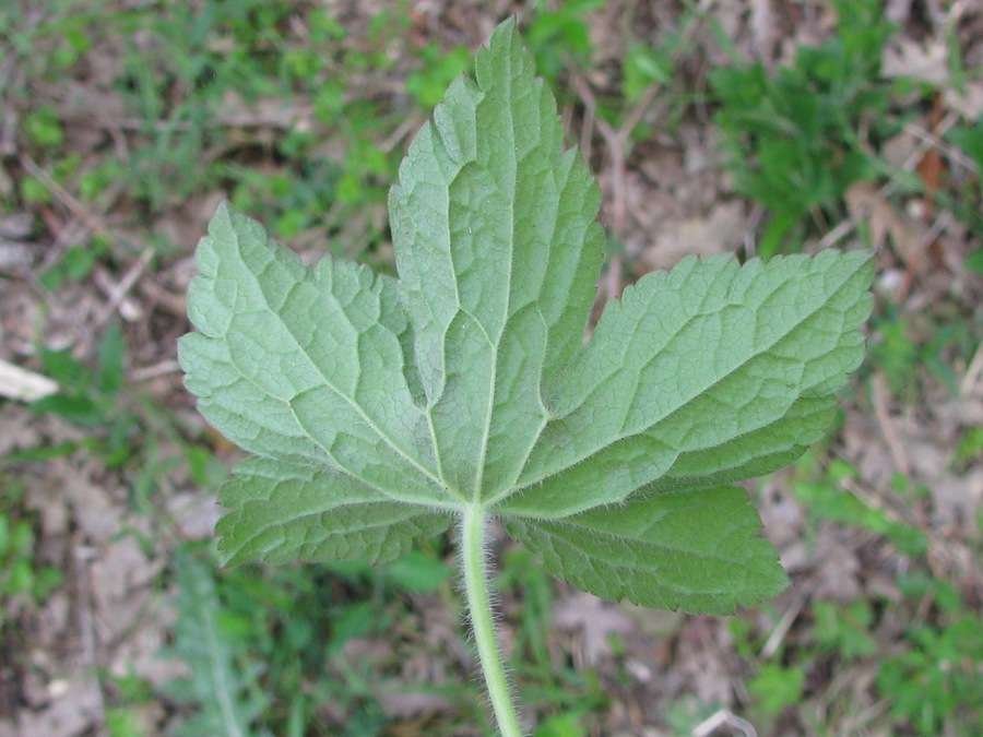 <i>Geranium versicolor</i> L.