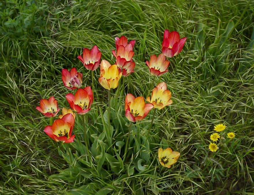 <i>Tulipa culto-incognita</i> IPFI