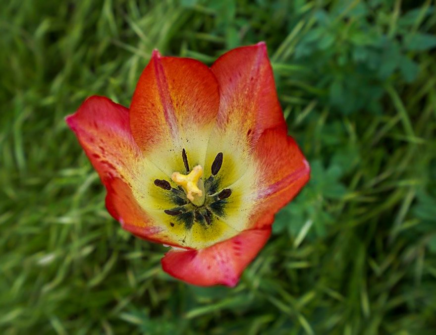 <i>Tulipa culto-incognita</i> IPFI