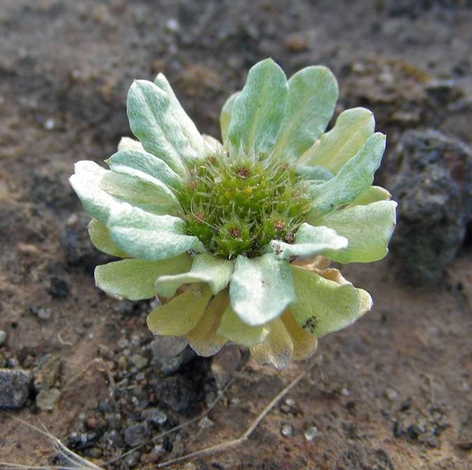 <i>Filago pygmaea</i> L.