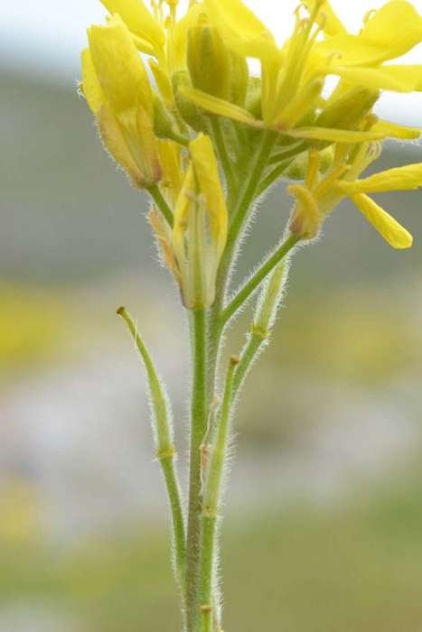 <i>Sinapis pubescens</i> L. subsp. <i>pubescens</i>