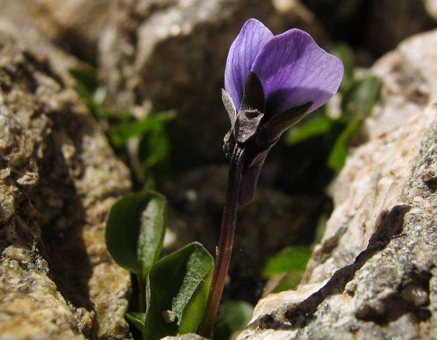 <i>Viola argenteria</i> Moraldo & Forneris