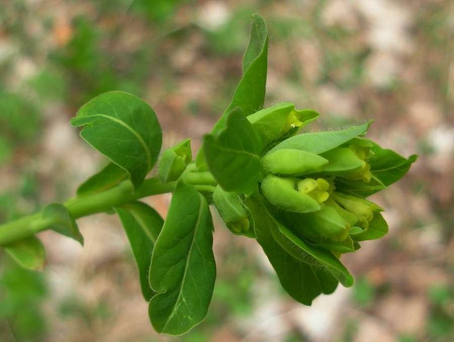 <i>Euphorbia carniolica</i> Jacq.