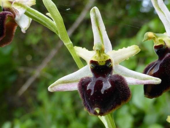 <i>Ophrys panormitana</i> (Tod.) Soó