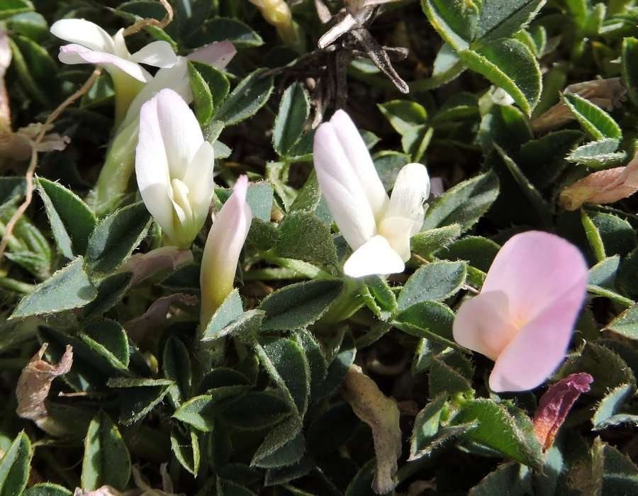 <i>Trifolium uniflorum</i> L. subsp. <i>savianum</i> (Guss.) Asch. & Graebn.