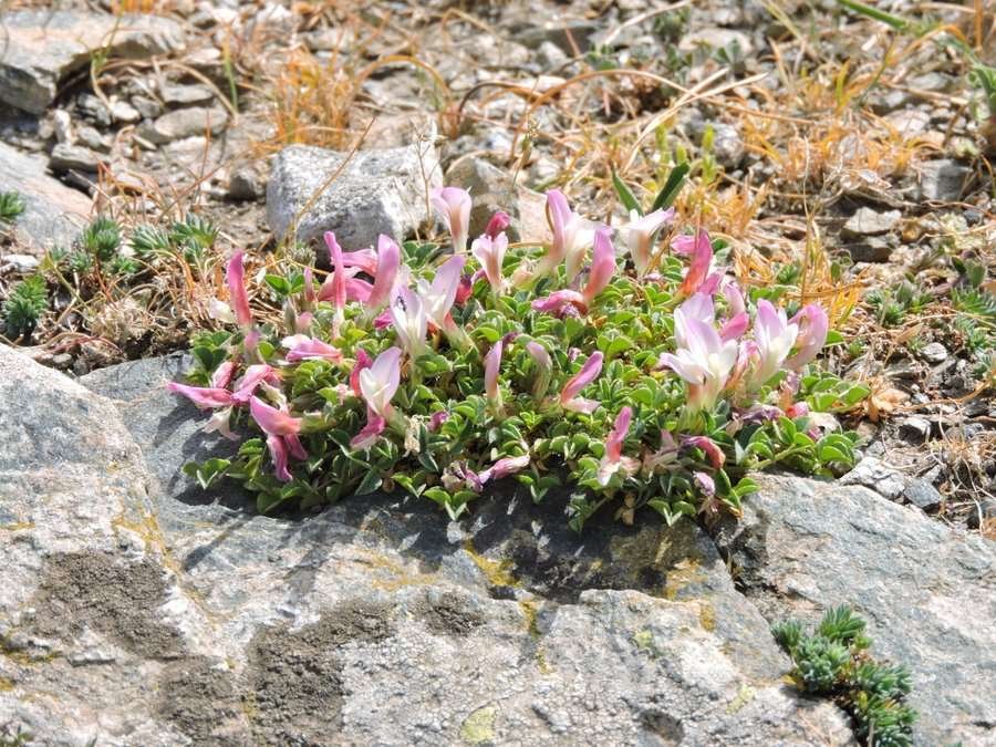 <i>Trifolium uniflorum</i> L. subsp. <i>savianum</i> (Guss.) Asch. & Graebn.