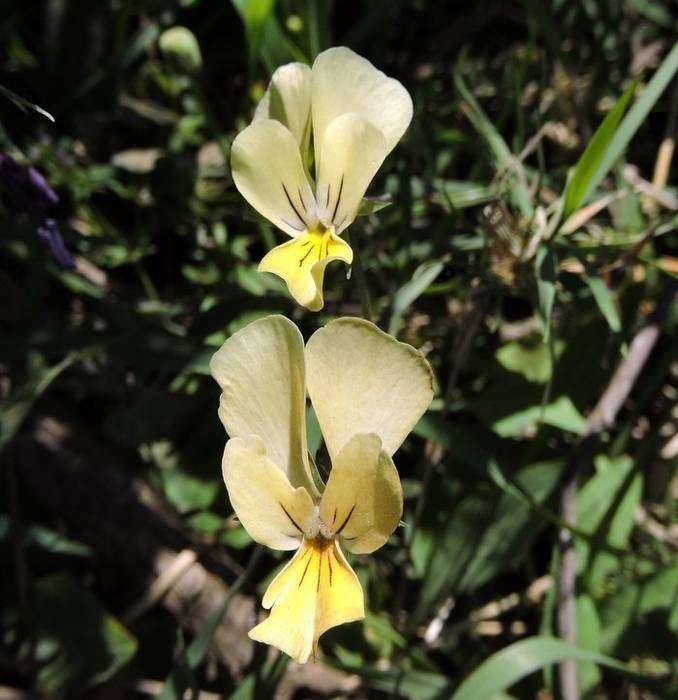 <i>Viola aethnensis</i> (Ging. & DC.) Strobl subsp. <i>messanensis</i> (W.Becker) Merxm. & Lippert