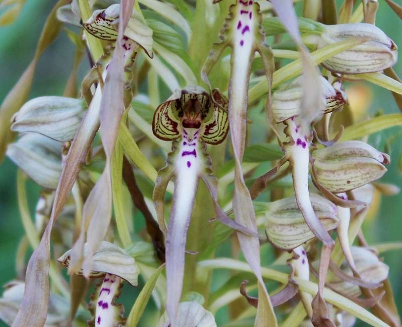 <i>Himantoglossum hircinum</i> (L.) Spreng.