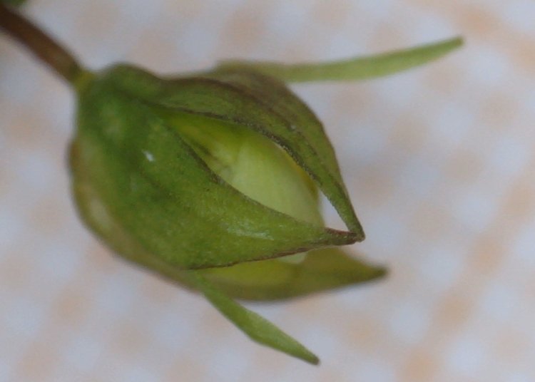 <i>Mecardonia procumbens</i> (Mill.) Small