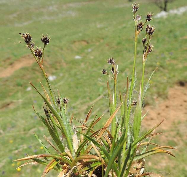 <i>Luzula campestris</i> (L.) DC. subsp. <i>campestris</i>