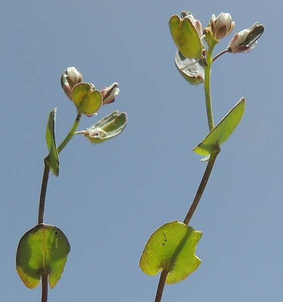 <i>Microthlaspi perfoliatum</i> (L.) F.K.Mey.