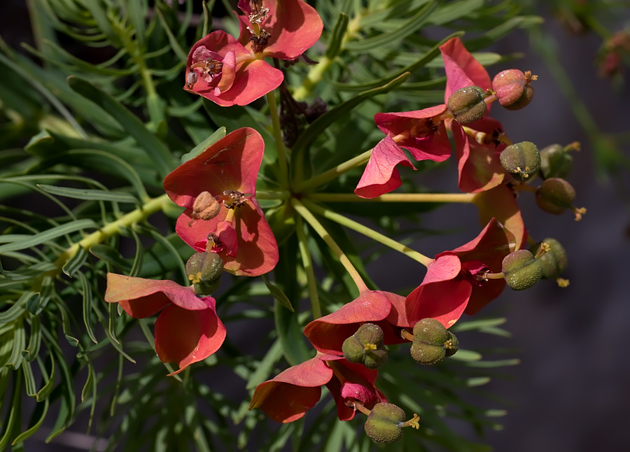 <i>Euphorbia cyparissias</i> L.