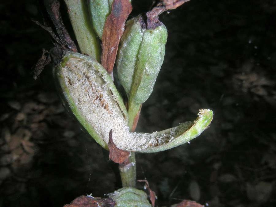 <i>Limodorum trabutianum</i> Batt.