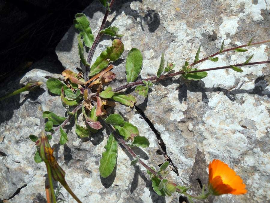 <i>Calendula suffruticosa</i> Vahl