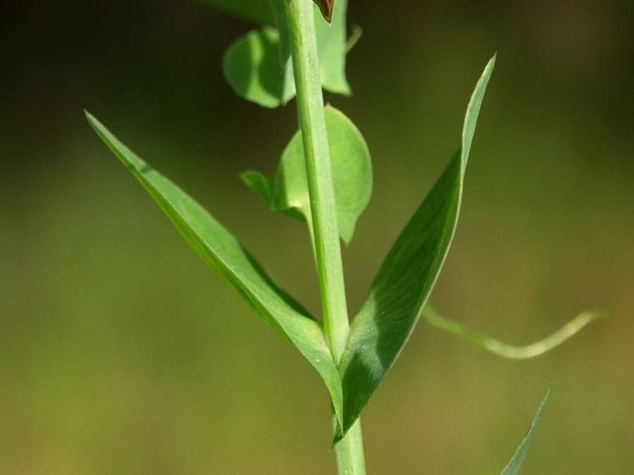 <i>Lathyrus aphaca</i> L. subsp. <i>aphaca</i>