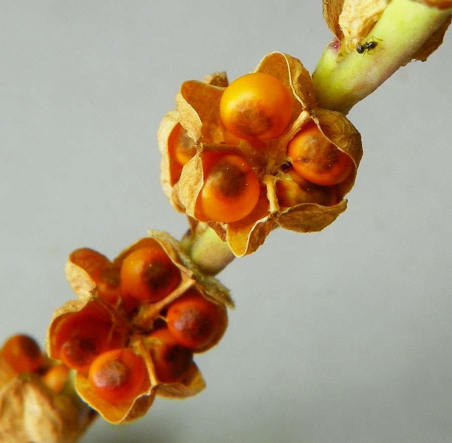 Capsule aperte di recente mostrano i semi di un brillante colore aranciato. {F 4586}