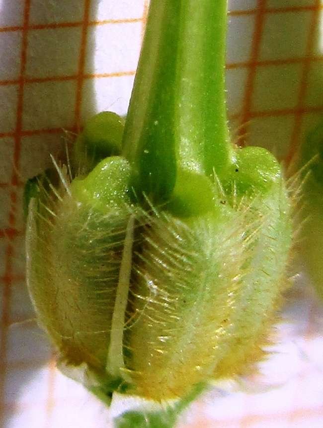 <i>Erodium alnifolium</i> Guss.