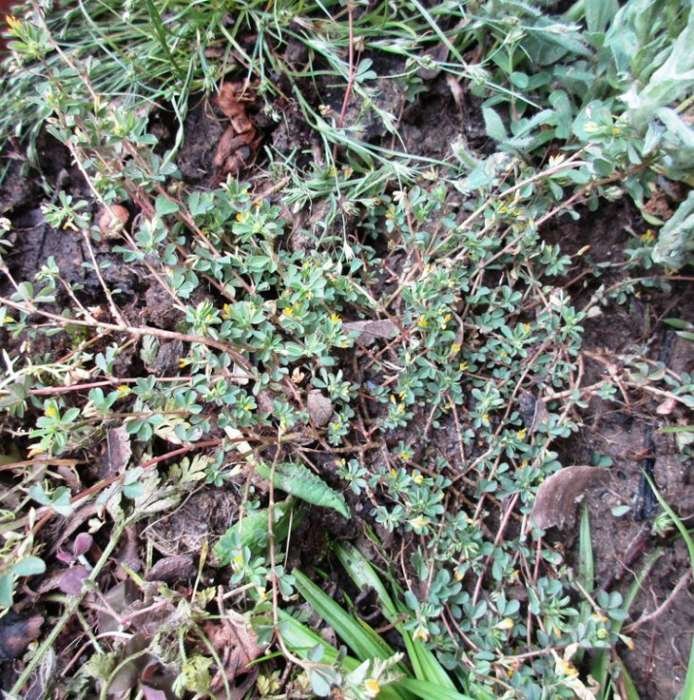 <i>Trifolium micranthum</i> Viv.