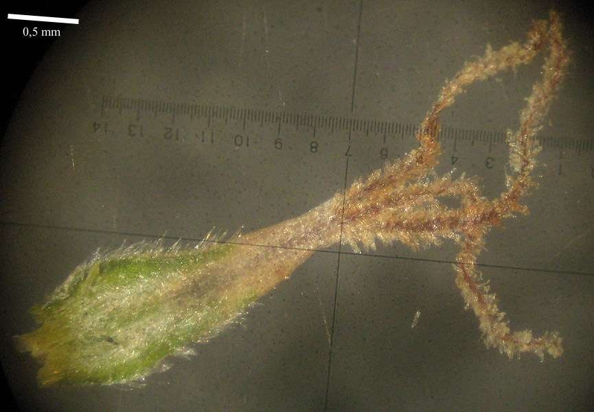 <i>Carex caryophyllea</i> Latourr.