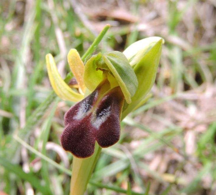 Ophrys obaesa - Ficuzza - 24-04-2015 12-09-56.jpg