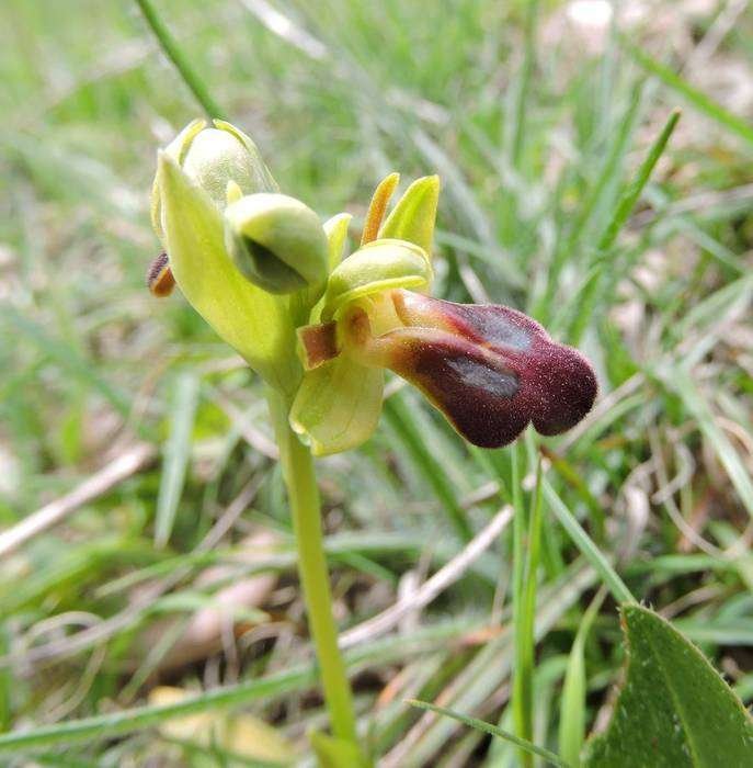 Ophrys obaesa - Ficuzza - 24-04-2015 12-10-07.jpg