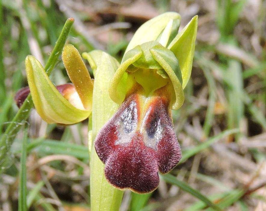 Ophrys obaesa - Ficuzza - 24-04-2015 12-10-002.jpg