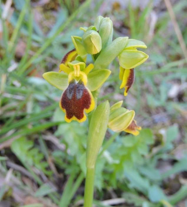 <i>Ophrys archimedea</i> P.Delforge & M.Walravens