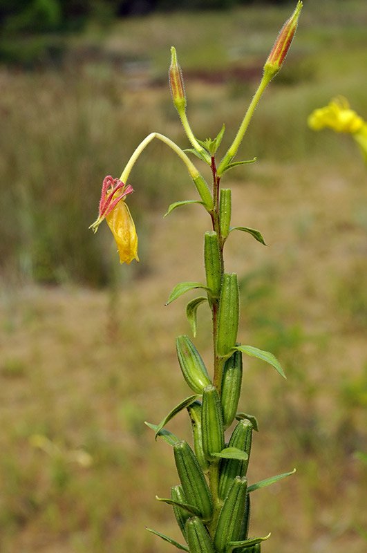 <i>Oenothera adriatica</i> Soldano