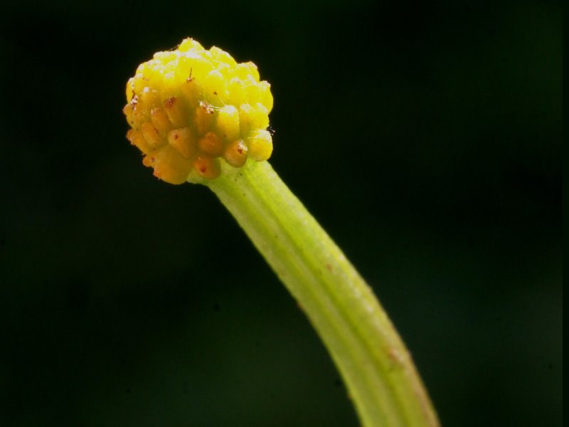 <i>Ficaria verna</i> Huds. subsp. <i>calthifolia</i> (Rchb.) Nyman