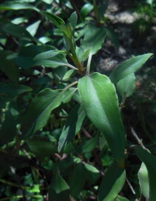 <i>Cistus laurifolius</i> L. subsp. <i>laurifolius</i>