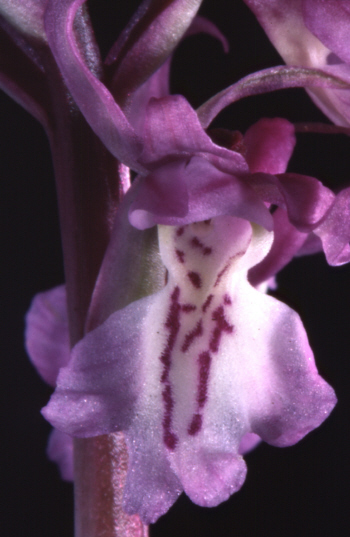 <i>Orchis mascula</i> (L.) L. subsp. <i>ichnusae</i> Corrias