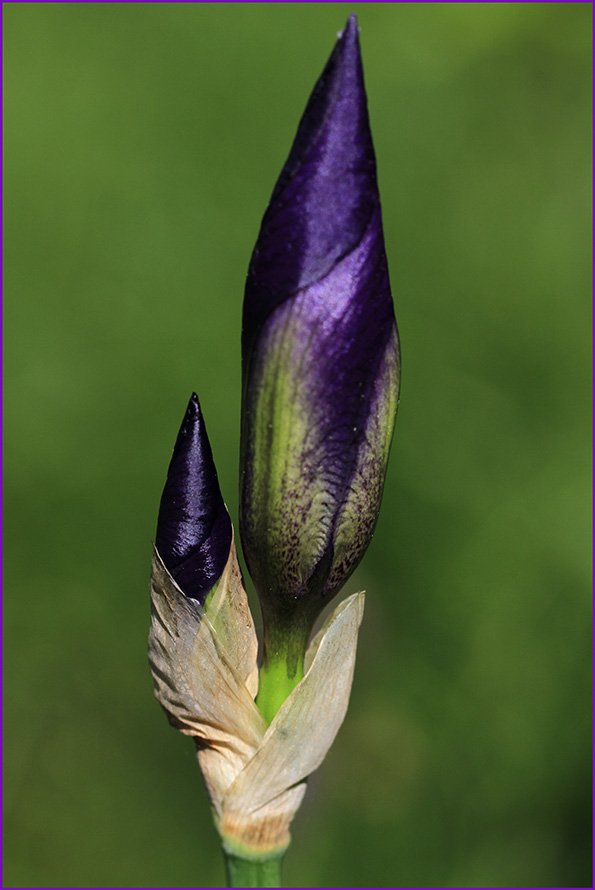 <i>Iris cengialti</i> Ambrosi ex A.Kern. subsp. <i>illyrica</i> (Asch. & Graebn.) Poldini