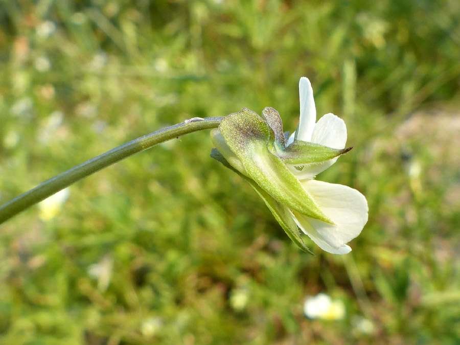 <i>Viola arvensis</i> Murray
