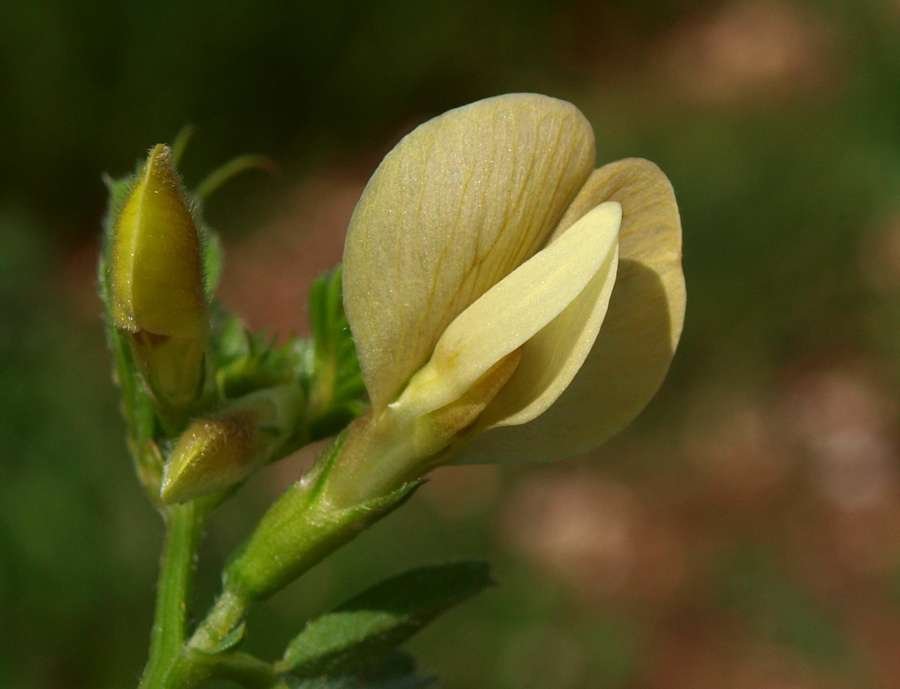 <i>Vicia hybrida</i> L.