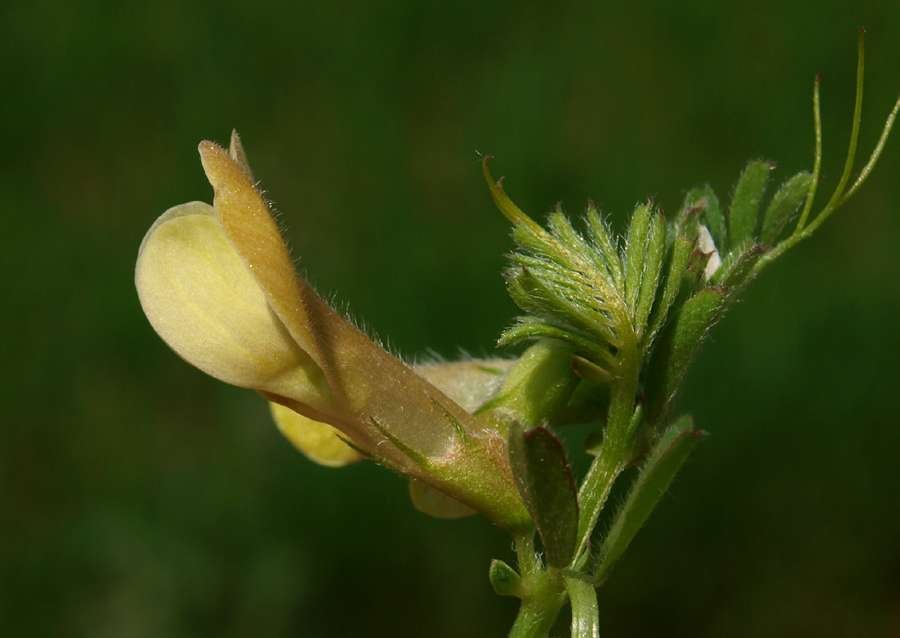 <i>Vicia hybrida</i> L.