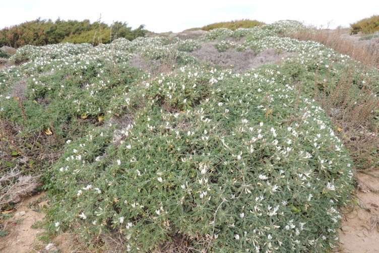 <i>Astragalus terraccianoi</i> Vals.