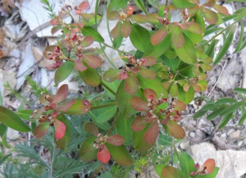 <i>Euphorbia verrucosa</i> L.