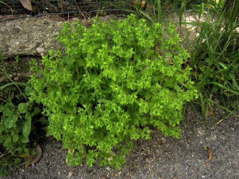 Euphorbia_peplus_190525-SP_1.JPG