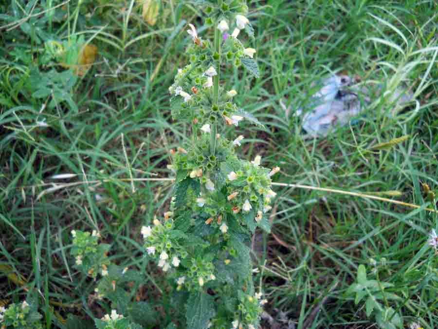 <i>Ballota nigra</i> L. subsp. <i>uncinata</i> (Bég.) Patzak
