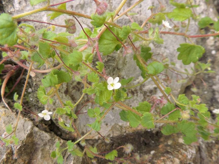 <i>Veronica cymbalaria</i> Bodard subsp. <i>cymbalaria</i>