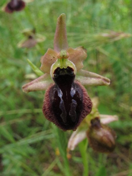 <i>Ophrys gravinensis</i> D'Alonzo